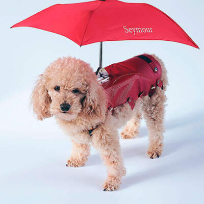 Зонт для собак
