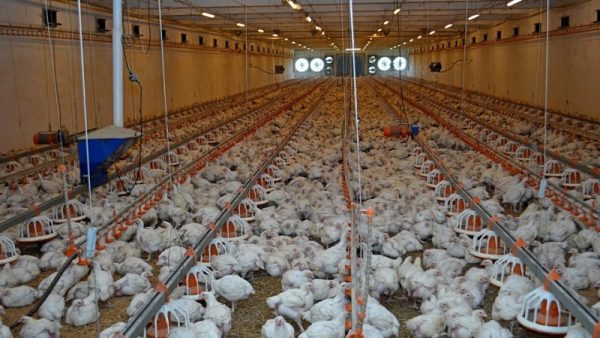 как содержат бройлеров на птицефабрике