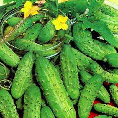 огурцы полезные свойства