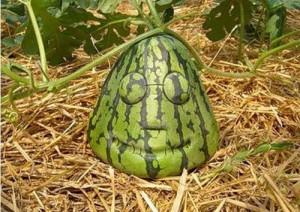 при выборе арбуза обратите внимание на его форму