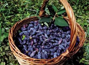 жимолость в корзине фото otvetin.ru
