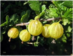 крыжовник фото Jenija