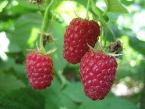 малина фото shyrokykh-s