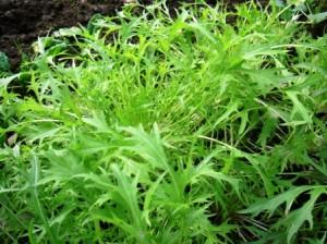 салат из капусты мизуна