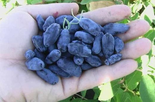 Жимолость — вкусные рецепты на зиму и на каждый день