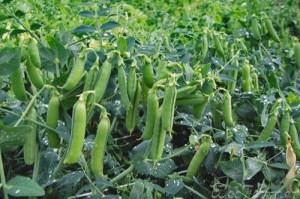 горох полезно