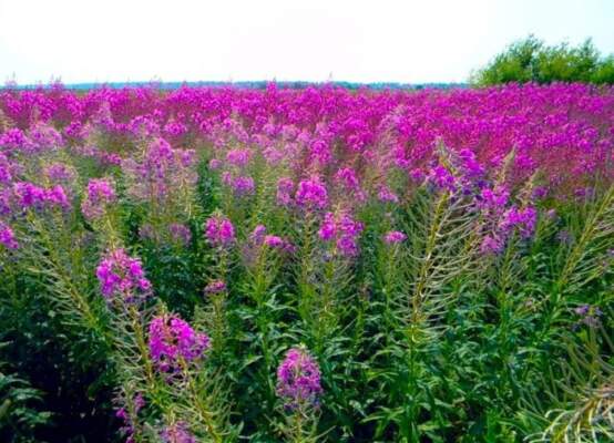 заросли цветущего иван-чая