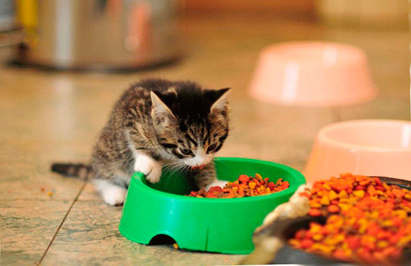 Автомобиль и домашний питомец: настройке вентиляции и безопасности