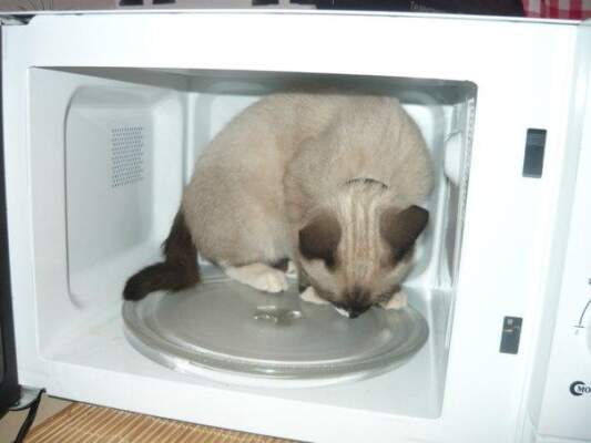 кот в микроволновке