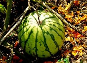 Как выбрать арбуз