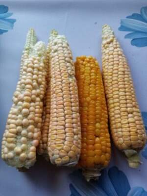 початки кукурузы