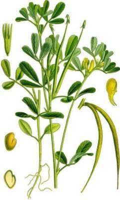 Популярные рецепты из пажитником