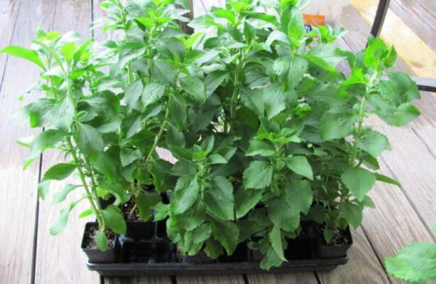 Стевия растение в горшке