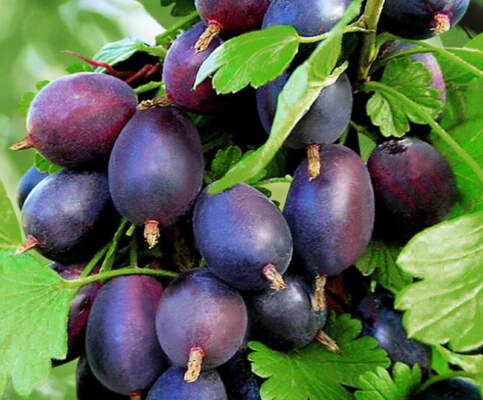 Лучшие сорта крыжовника: ТОП-5 проверенных вариантов для вашего сада