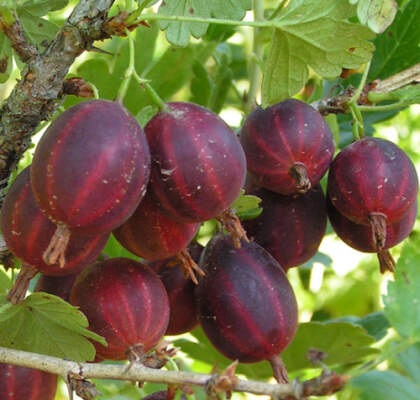 Лучшие сорта крыжовника: ТОП-5 проверенных вариантов для вашего сада