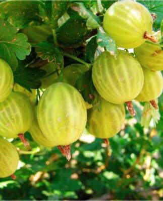 Лучшие сорта крыжовника: ТОП-5 проверенных вариантов для вашего сада