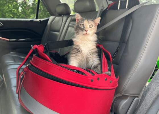 Путешествия с питомцем: вентиляция, фиксация, правила перевозки